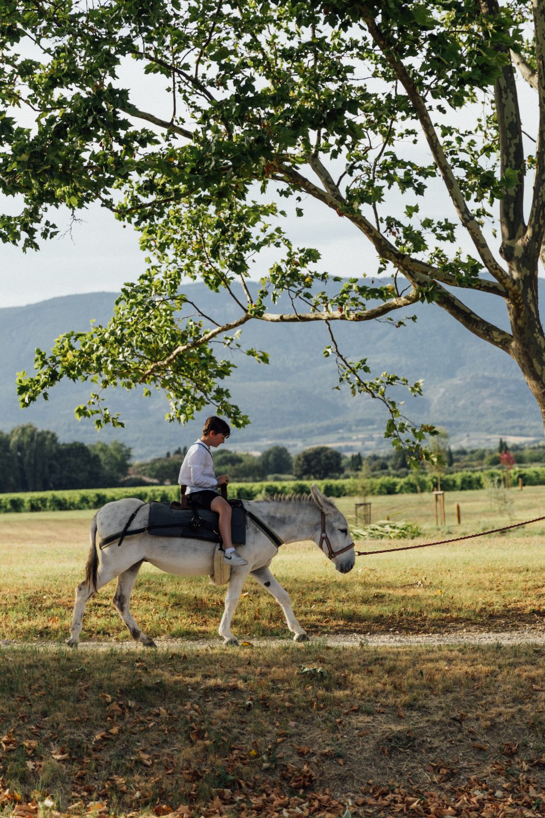 Enfant à dos d'âne sous un grand arbre, vue sur le Luberon