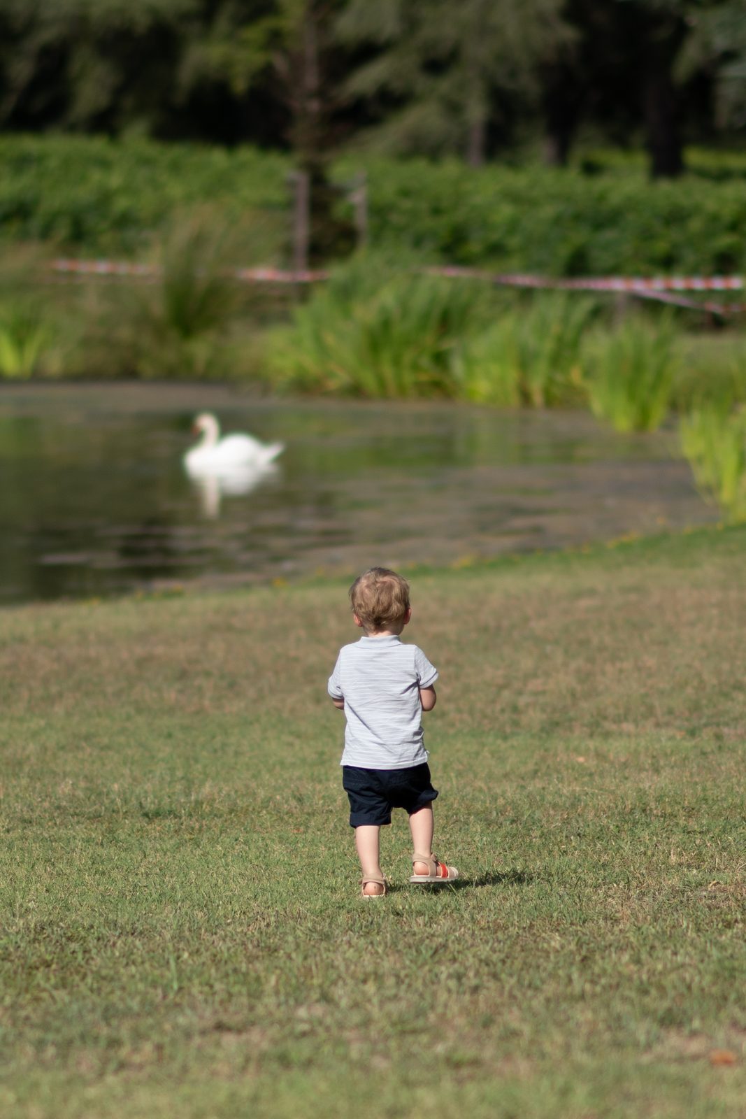 Jeune enfant observant un cygne sur l'étang du domaine